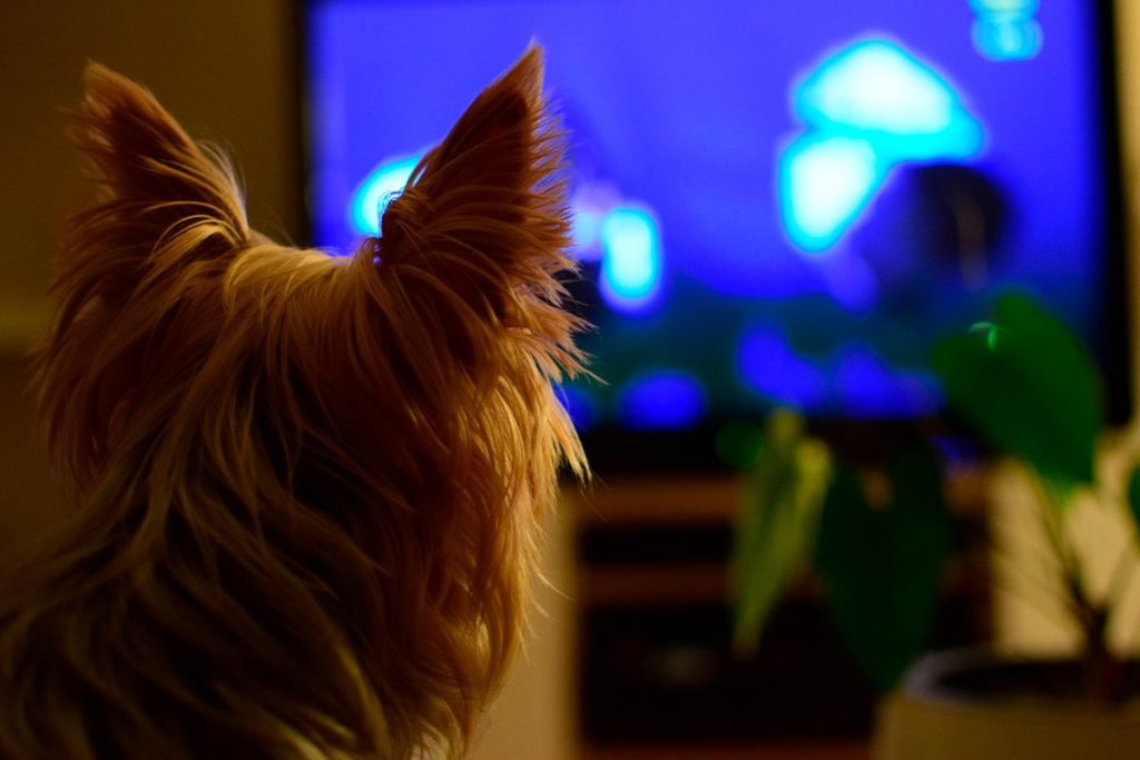 Los Perros Se Interesan Por Las Imágenes De La Tv