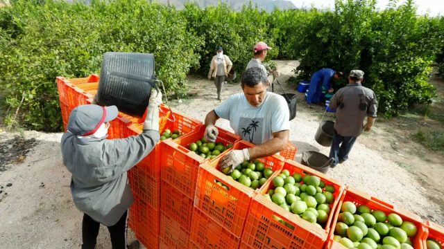 Los Agricultores No Tienen Playa Y Sí Falta De Formación En El Campo