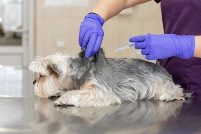 Los Veterinarios Entran En La Agenda Estatal: La Agencia De Salud Pública Abre La Puerta A Sus Demandas