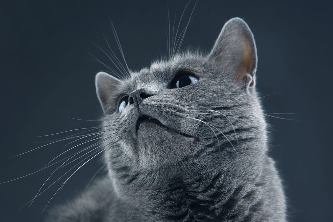 UN GEN QUE REGULA LA RESPUESTA DE LOS GATOS