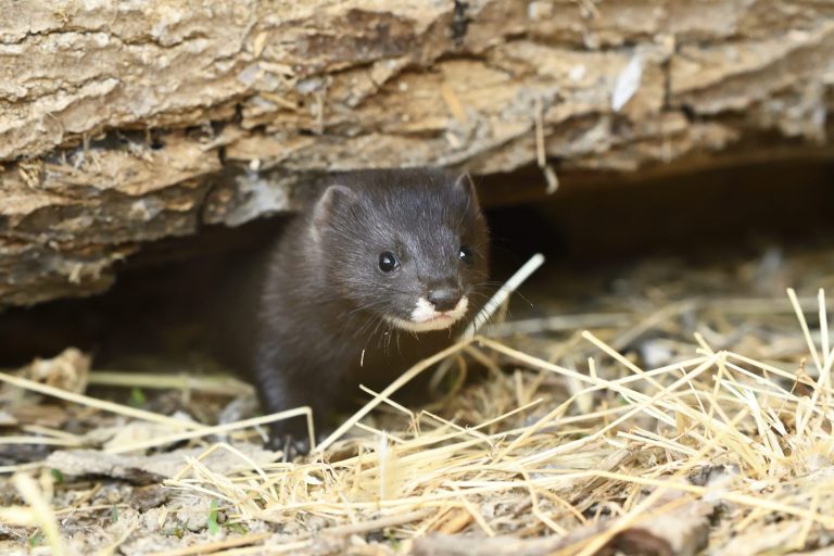 Naturgy refuerza su compromiso con la preservación de la biodiversidad