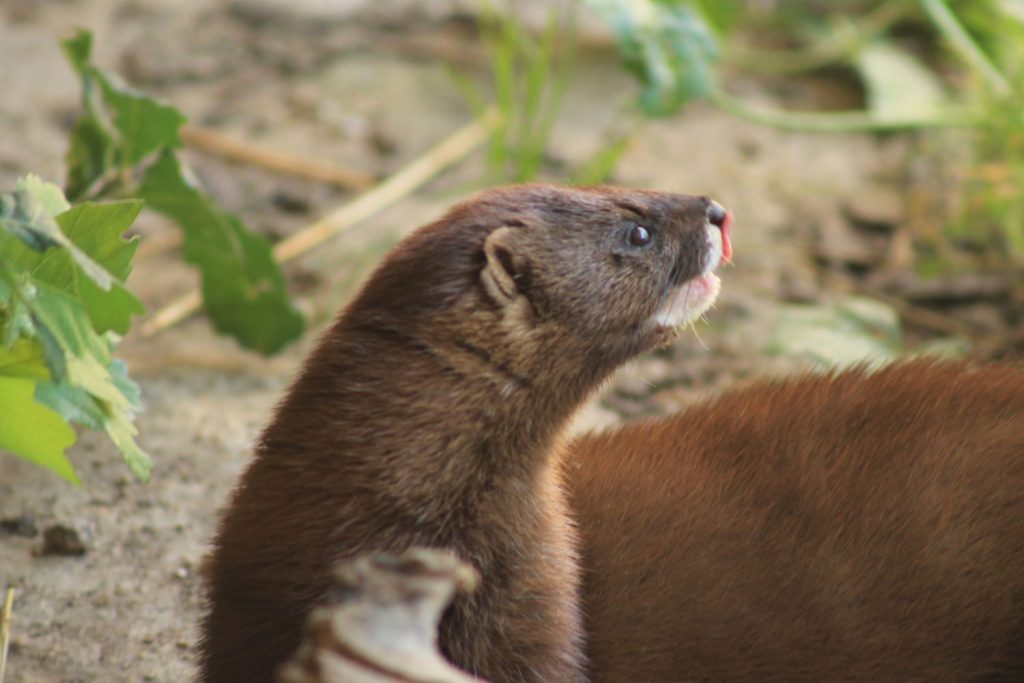 Naturgy Refuerza Su Compromiso Con La Preservación De La Biodiversidad 2 Visón