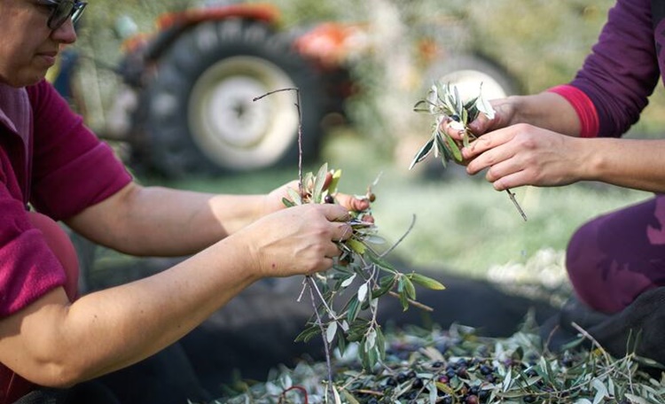 Los Agricultores No Tienen Playa Y Sí Falta De Formación En El Campo 2 Agricultores Andalucía