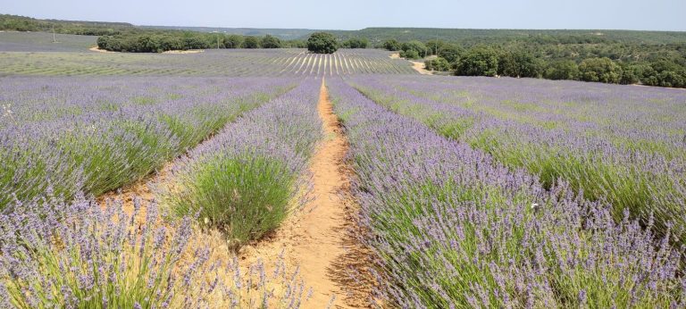 Olvídate de los campos de lavanda de la Provenza: el ‘mar morado’ está en este pueblo de Guadalajara
