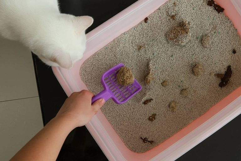 ¿Se está usando la peor arena para los gatos sin saberlo?