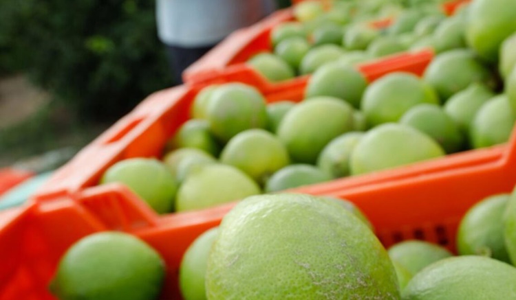 Los Productos De Supermercado Que Más Han Subido De Precio Este Verano: De Limones A Manzanas Golden 1 Limones Subida Precio Verano Supermercado