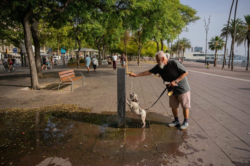 Ola De Calor Ciudades Animales