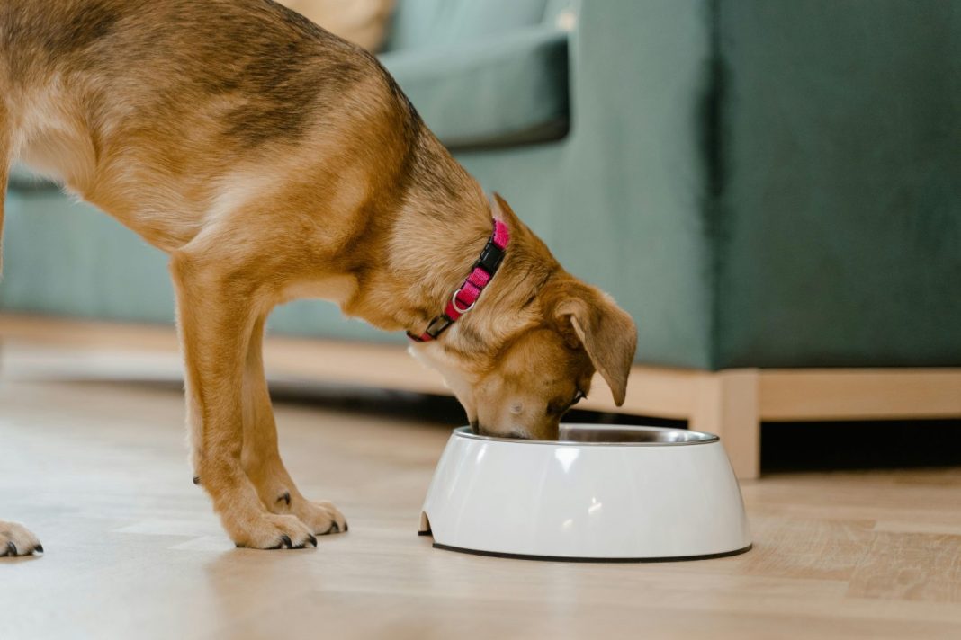 Alimentación responsable para nuestras mascotas