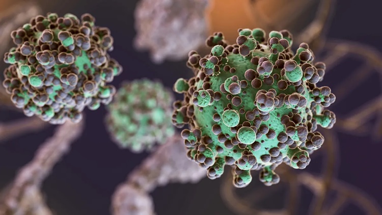 La Oms Vigila El Virus Nipah Como Posible Pandemia Tras Matar Ya A Una Joven 2 Virus Nipah
