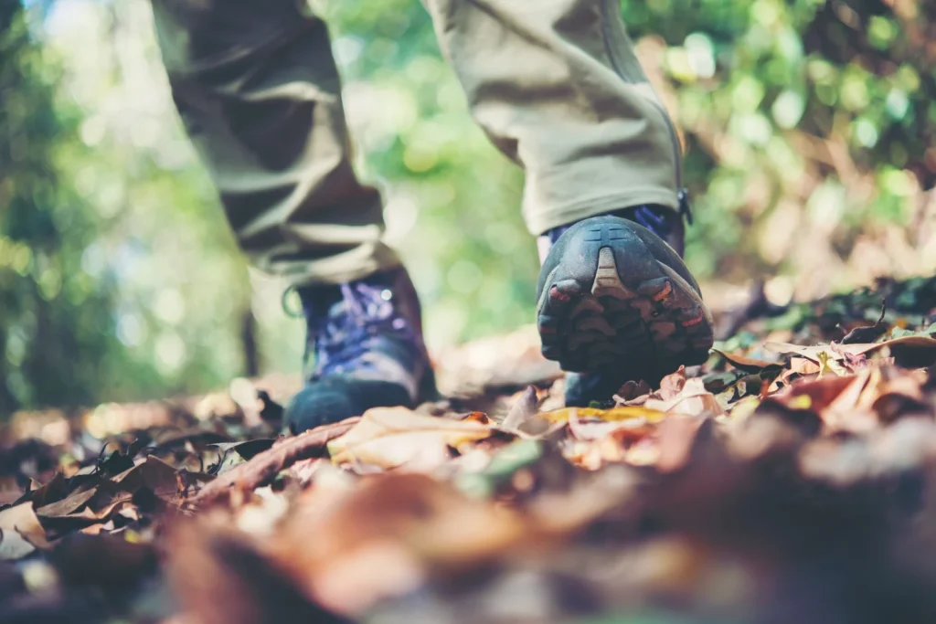 Harvard Lo Llama 'Baño De Bosque': El Paseo De 20 Minutos Que Reduce La Tensión Arterial Más Que Una Pastilla Y Es Totalmente Gratis 1 Entender Los Mecanismos Fisiológicos Que Se Activan Al Pasear Por Un Bosque Es Fundamental Para Comprender Por Qué Baja La Tensión Arterial. Fuente: Freepik
