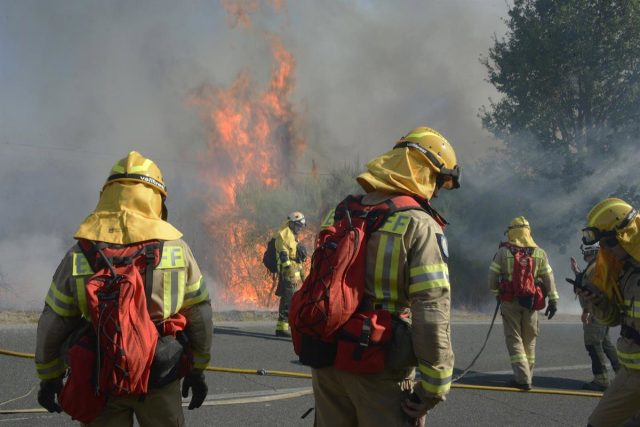 Del Lobo A La Abeja: La Catástrofe Tras Los Incendios Que Aún No Vemos
