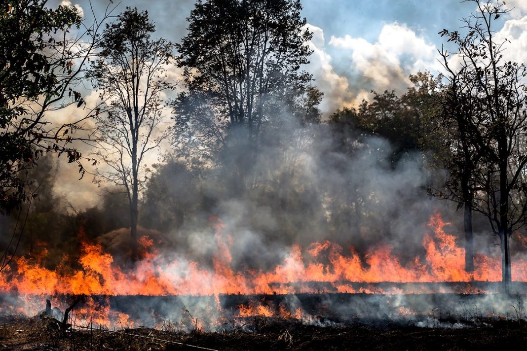 EL AMBIENTE MUY SECO FAVORECE LOS INCENDIOS FORESTALES