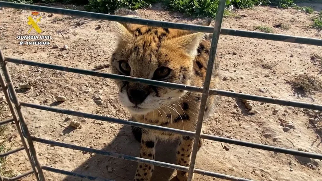 El Caso Revela La Expansión De Un Lucrativo Mercado Negro De Mascotas Exóticas Con Daños Millonarios Para La Fauna Silvestre
