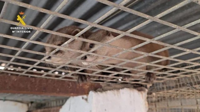 El Zoo Ilegal Con Más De 150 Animales Exóticos En Castellón Destapa El Creciente Mercado Clandestino De Mascotas Raras En España