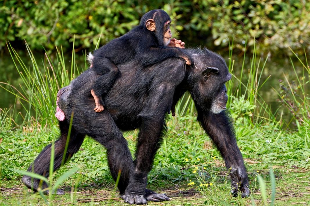 LOS CHIMPANCÉS SE COMUNICAN IMITANDO A SUS MADRES