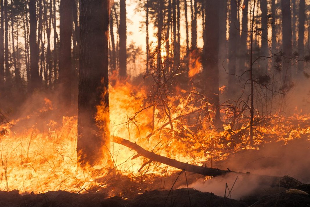 LOS INCENDIOS FORESTALES ASOLAN ESPAÑA