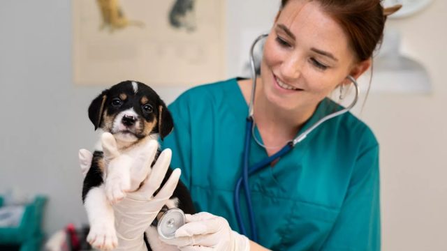 La Paradoja De Los Veterinarios En España Y Por Qué Aumenta La Carrera Peor Pagada Para Recién Graduados