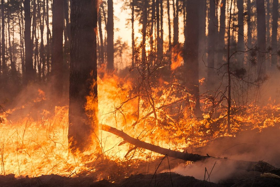 OTRAS CAUSAS Y FACTORES QUE PROVOCAN UN INCENDIO FORESTAL