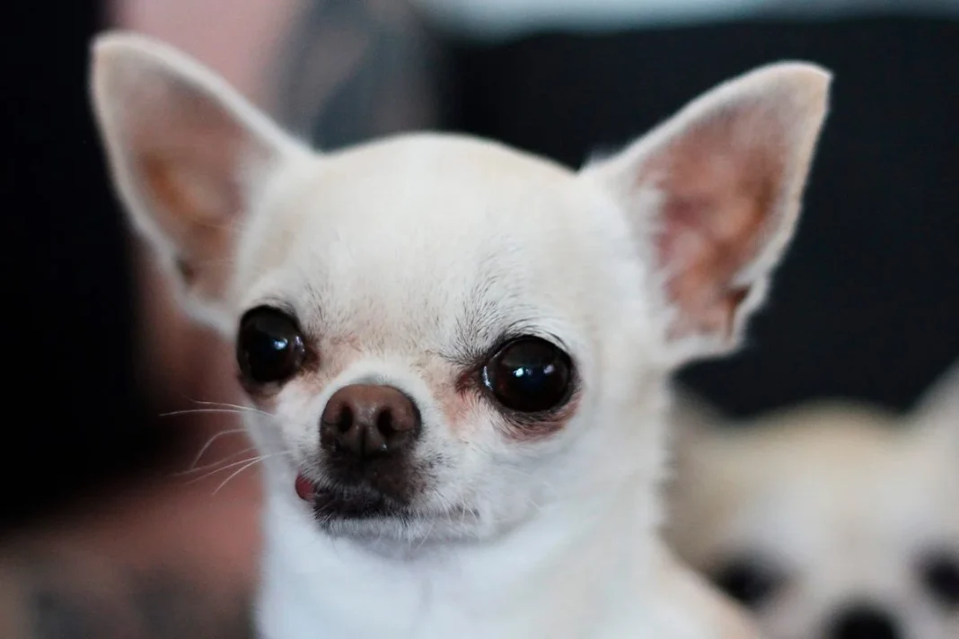 UN CHIHUAHUA QUE AYUDA A LA MEDICINA VETERINARIA