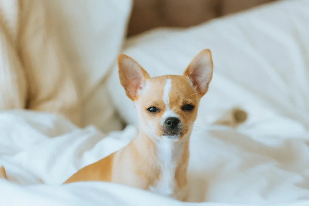 UN CHIHUAHUA QUE DESAFÍA LA CIENCIA