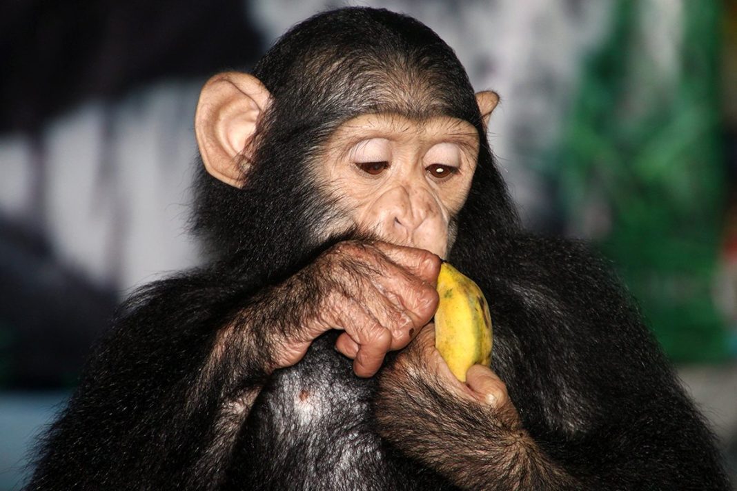 UN NUEVO ESTUDIO SOBRE CHIMPANCÉS EN UGANDA