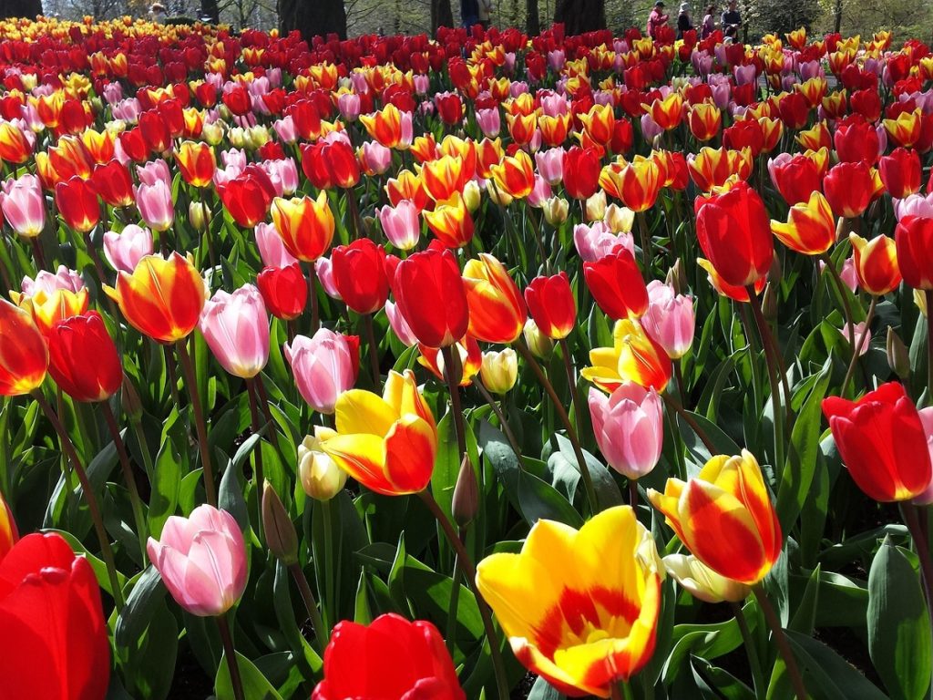 Flores2