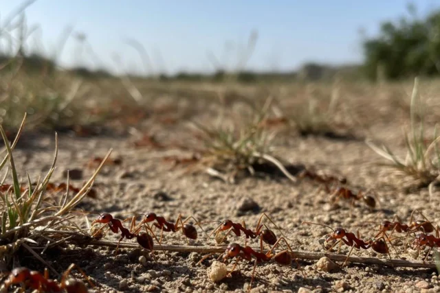 La Amenaza De Las Hormigas De Fuego En España: Dónde Se Están Expandiendo Y Cómo Protegerte