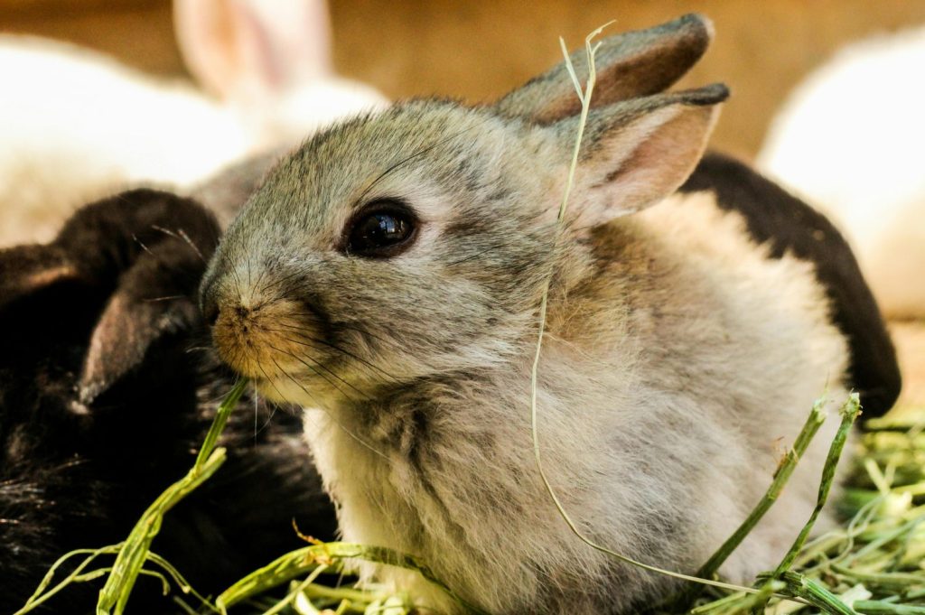 Un problema ecológico más que sanitario 