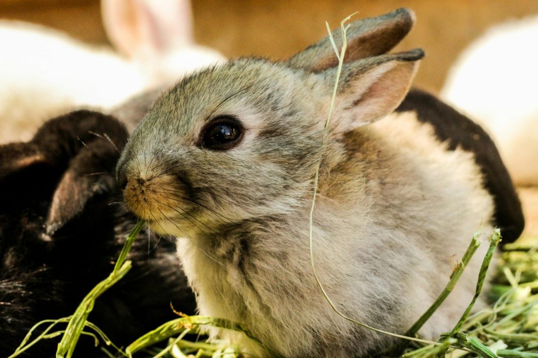 Un problema ecológico más que sanitario 