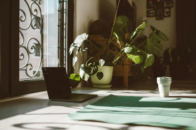 Expertos En Feng Shui Advierten: Nunca Coloques Esta Planta En La Entrada Si Quieres Mantener La Buena Energía De Tu Hogar