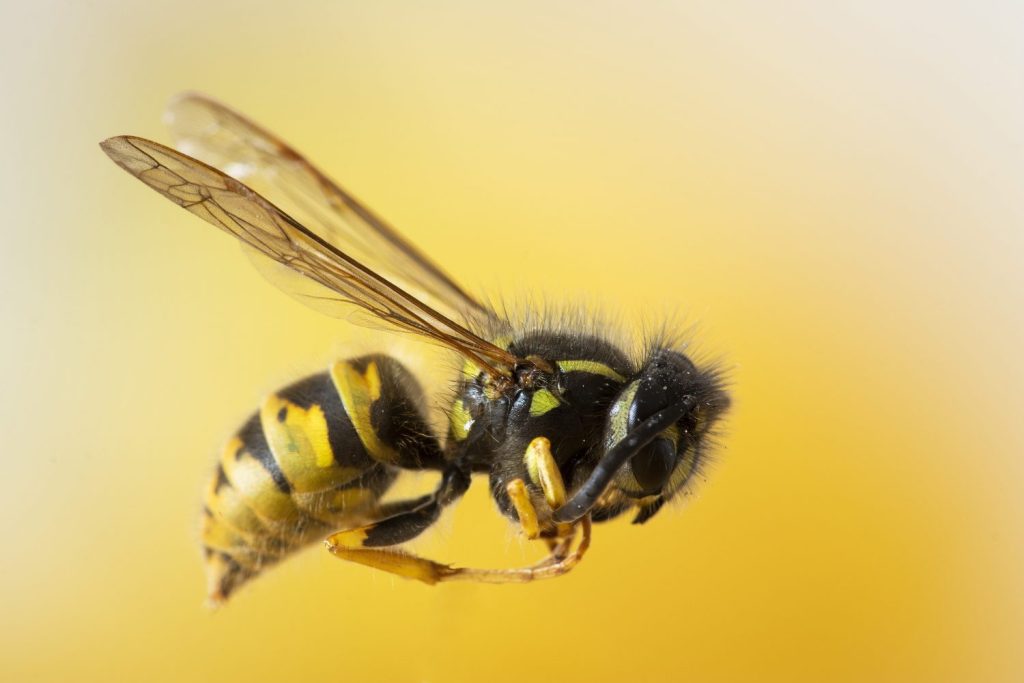 primer disparo selectivo enfocado de una abeja en una pared amarilla