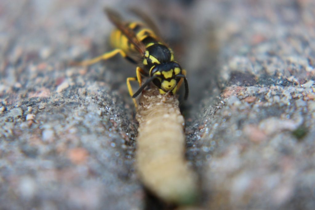 primer plano de un insecto en la roca que come gusanos avispa de chaqueta amarilla noruega