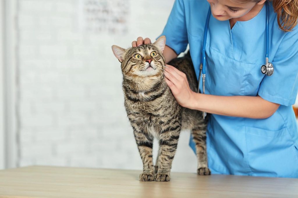 La Paradoja De Los Veterinarios En España Y Por Qué Aumenta La Carrera Peor Pagada Para Recién Graduados Fuente: Freepik