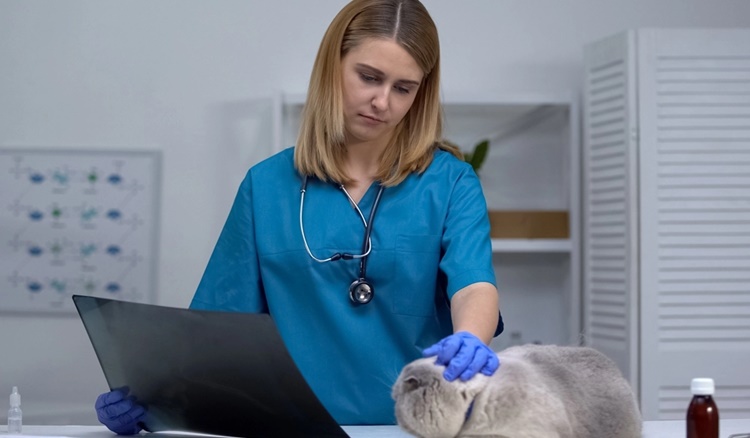 La Paradoja De Los Veterinarios En España Y Por Qué Aumenta La Carrera Peor Pagada Para Recién Graduados Fuente: Europa Press