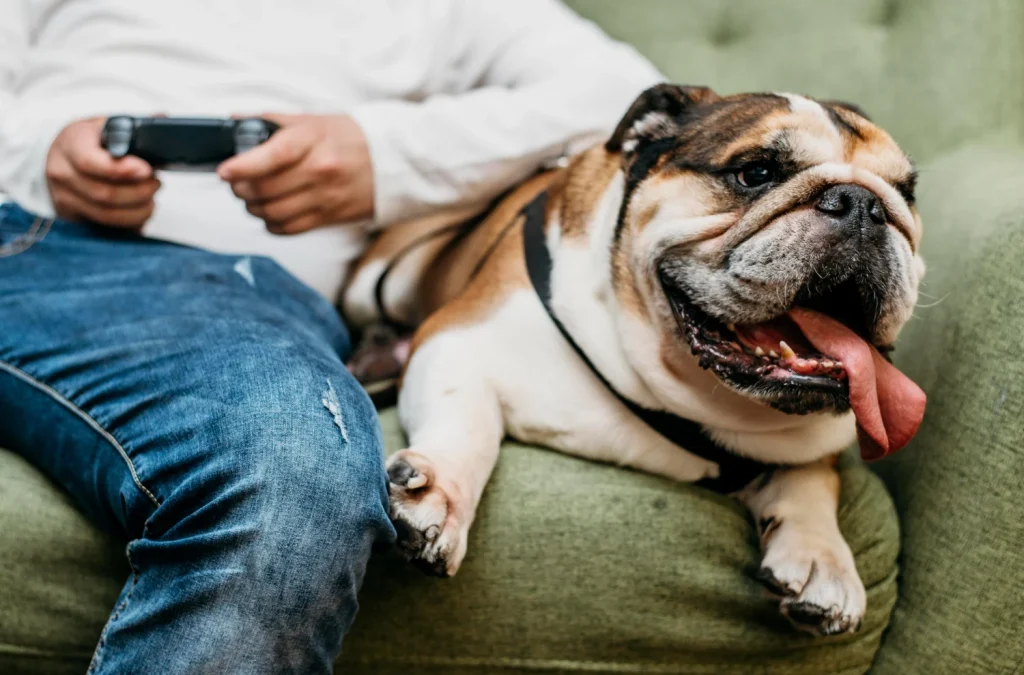 La Ia Emite Su Veredicto Final: &Quot;Estas Son Las 3 Razas De Perro Más Bonitas Del Mundo, Y El Golden No Es La Primera&Quot; 1 El Análisis No Se Basa En Sentimientos, Sino En Millones De Datos, Proporciones Y Patrones Matemáticos.