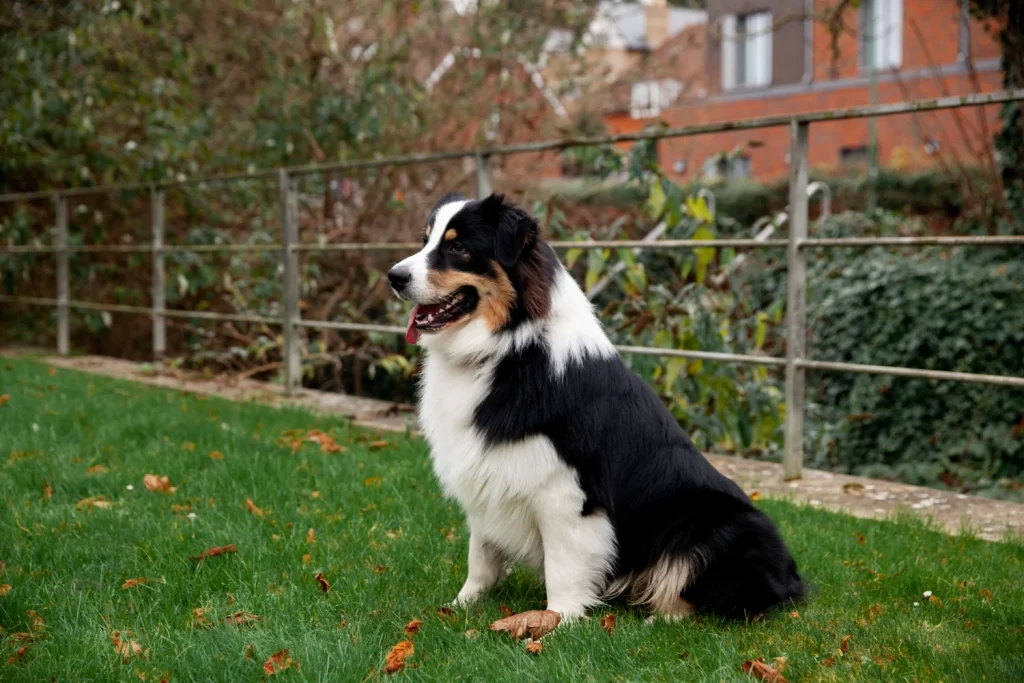 La Ia Emite Su Veredicto Final: &Quot;Estas Son Las 3 Razas De Perro Más Bonitas Del Mundo, Y El Golden No Es La Primera&Quot; 3 La Raza Coronada Combina Una Inteligencia Vivaz Con Una Belleza Que Desafía Los Estándares.