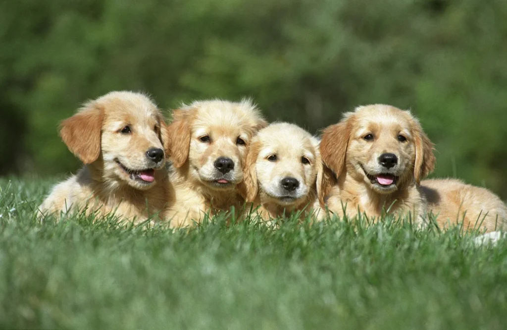 La Ia Emite Su Veredicto Final: &Quot;Estas Son Las 3 Razas De Perro Más Bonitas Del Mundo, Y El Golden No Es La Primera&Quot; 2 El Eterno Candidato, El Icono De La Belleza Familiar, Se Queda A Un Paso De La Gloria.