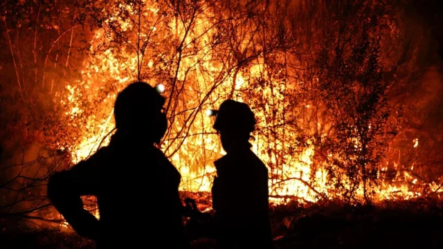 El Coste De Recuperar Lo Arrasado Por El Fuego: «Los Bosques Tardan Décadas»