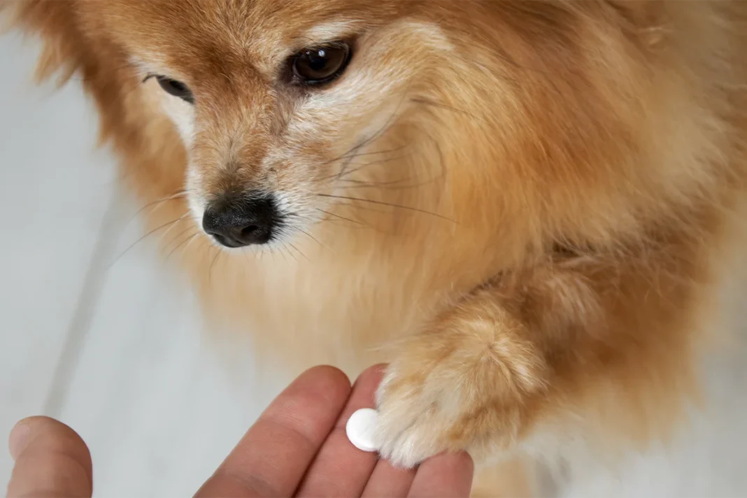 GRAN AVANCE PARA AUMENTAR LA ESPERAZA DE VIDA EN PERROS