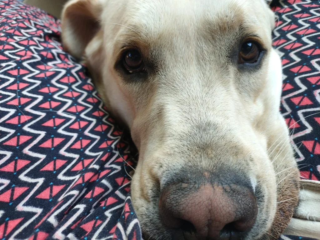 Wisper, El Perro Atropellado Hace Un Año Dentro Del Parque De El Retiro