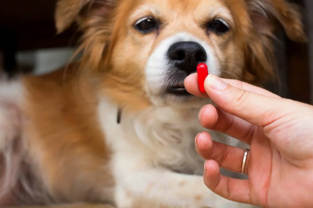 UNA PASTILLA PARA ALARGAR LA VIDA DE PERROS Y HUMANOS