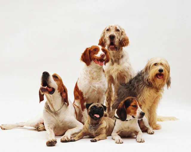 La Ia Emite Su Veredicto Final: «Estas Son Las 3 Razas De Perro Más Bonitas Del Mundo, Y El Golden No Es La Primera»